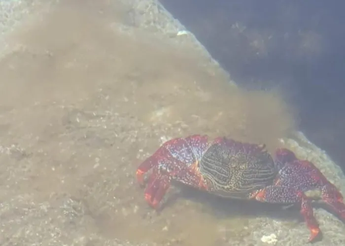 Ocean Flat With View Relax 아파트